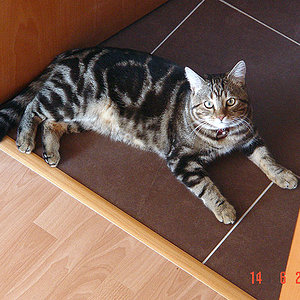 Lucard im Juni, ein stattlicher Kater, der immer gerne an die frische Luft wollte