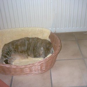 schlafen ist mein Hobby