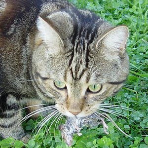 Lucards erste Maus !