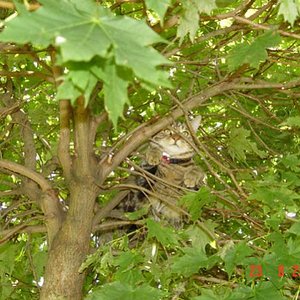 Der Baum, mein Reich...hier darf mich auch niemand herunterholen, sonst werde ich zum Tiger.
