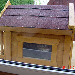 Das letzte Foto :-(((....Lucard sitzt etwas gefrustet in seiner neuen Hütte. Er möchte lieber streunen, aber es regnet doch gerade zu arg...