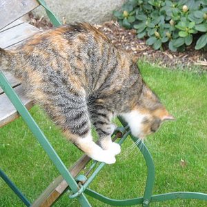 Hohenzieritz 2008 045