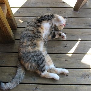 Hohenzieritz 2008 024