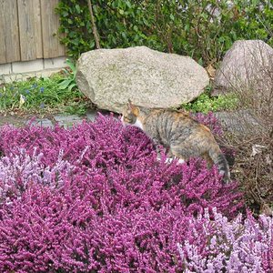 Hohenzieritz 2008 003