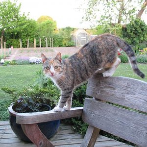 Hohenzieritz 2008 072