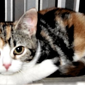 Unsere Gizmo ...ich rufe sie allerdings "Mieeez" :D