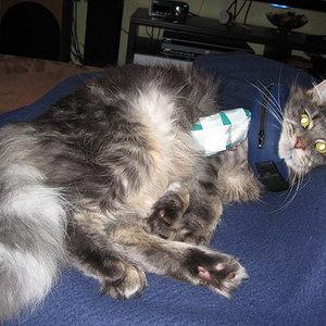 Chico mit Fixateur und Kragen auf der Couch.