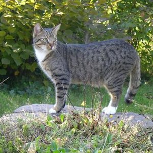 Finn, der Chaos-Kater