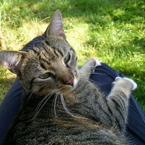 Einer der seltenen Momente, in denen Finn zum Kuscheln auf meinen Schoß gekommen ist... Meist dauert so eine Phase nur wenige Minuten.