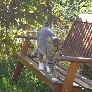 Finn liebt seine Streifzüge durch unseren Garten.