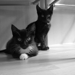 sind sie nicht süß?