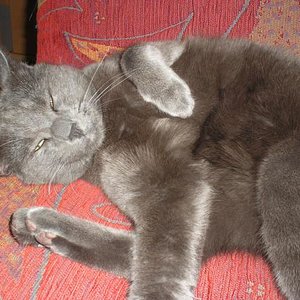 "Kampfkater" Lucky ;)