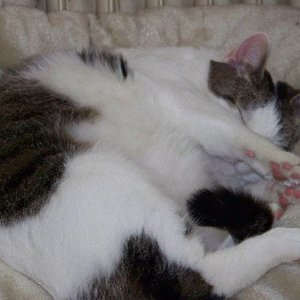 Schlafender Mortimer