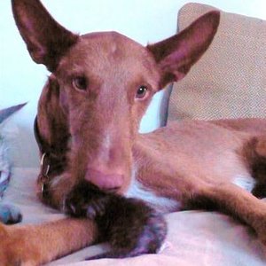 Feodor hilft beim Saubermachen
9 tage alt