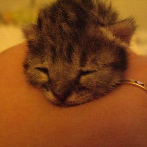 20 tage alt, eingeschlafen in der Hand meines Freundes ;)