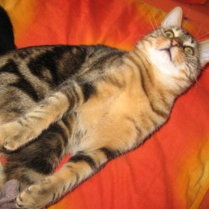 IMG 3047
völlig zufrieden am spielen u.schmusen