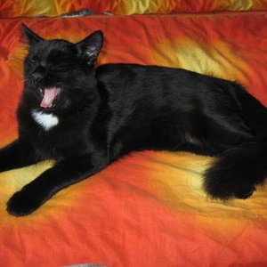 IMG 3041 
na hab ich nicht ein superschönes fell bekommen???