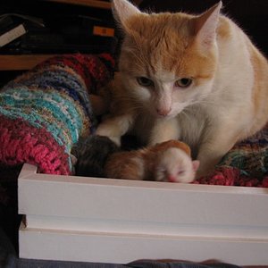 Auch Rudi durfte einmal 4 Suße Babys haben sie war eine stolze Mutter