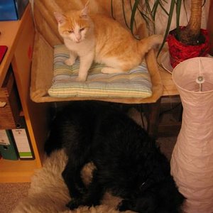 Rudi mit ihrem besten Kumpel Felix sind ein Herz und eine Seele