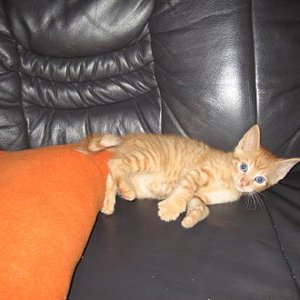 Der Kleinste in der Gruppe ist Tiger, unsere kleine Schmusebacke. Er spielt solange, bis er buchstäblich einfach umfällt und schläft. Mit ihm kann man stundenlang schmusen, je mehr Kontakt, desto besser! Er ist sehr zärtlich und hält beim Schmusen immer Kopf-an-Kopf-Kontakt... sehr zur Freude von mir... das Gefühl ist sooo schön.. :)