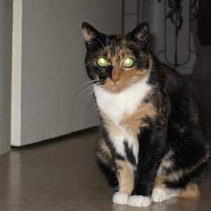 Hier meine mittlerweile fast 9-jährige Nadja, das Sorgenkind. Sie hat schon Schlimmes in ihrem Leben durchgemacht, bevor sie bei mir landete. Sie ist sehr sensibel und man darf sie nur anfassen, wenn sie das will. Hochnehmen ist gar nicht drin. Dafür wird sie der Teufel, wenn der Tierarzt sie anfassen will.