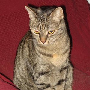 Das ist meine 5-jährige Pia, der Frechdachs in der Familie. Vor ihr ist kein Blatt auf dem Balkon sicher, sie erlegt jedes (vor allem jetzt im Herbst) und bringt es laut verkündend in die Wohnung!