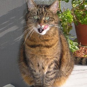 Ooch nö ! Jetzt sieht jeder, dass ich unten keine Zähne mehr habe *grummel*