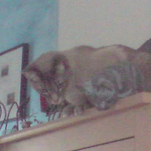 Hallo Kumpel (Agent J)