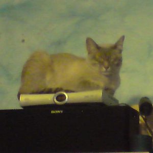 Die Technikkatze (Agent J)