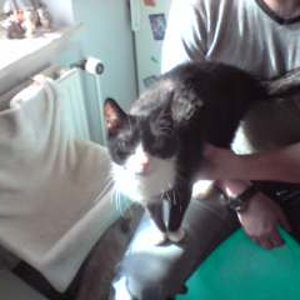 bin das Baby - mußt mich lieb haben (Gizmo)