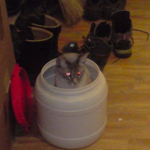 Spione bei der Arbeit (Agent J)