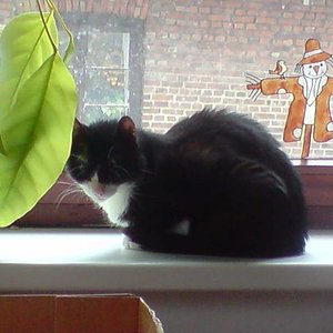 ein kleines Schläfchen zwischendurch (Gizmo)