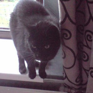 Schwarze wie die Nacht (Catweazle)