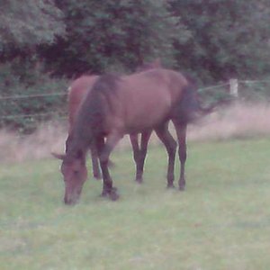 ich gehöre auch dazu, auch wenn ich keine Katze bin (Spirit of the Dawn)