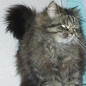 Meine Große, Jeannie