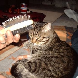 n1557374172 16041 7482