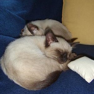 8 Wochen alt und soooo müde