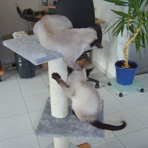 kämpfen macht Spass

dieser alte Kratzbaum steht jetzt im Treppenhaus...