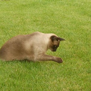 hab ich den Grashüpfer noch unter der Pfote?
unsere süße mittlerweile schokofarbene Knutschkugel Jamie