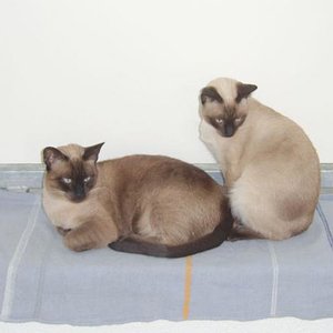 hier sieht man die Farbunterschiede der Geschwister