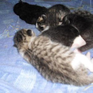 wieder meine kleinen auch 3tage alt