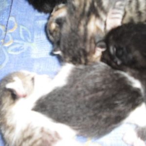 einfach nur sweet meine kleinen