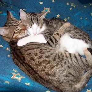 Fino und Bonita 03.10.2008