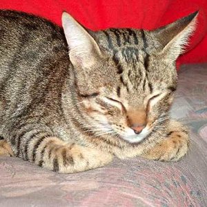 auf dem Sofa 10.10.2008