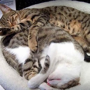 das Leben ist soooo anstrengend.... 24.10.2008