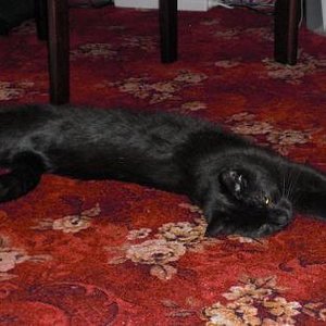 da hat er sich mal lang gemacht.. nachgemessen: stolze 90 cm