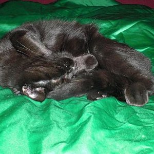 das kleine schlafende Fellknäuel <3