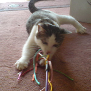 Da kommt das Raubtier durch... bei der geliebten Angel