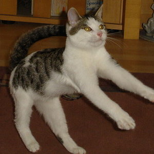 Jumping Cat - Shadow in Action