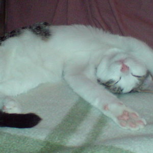 Bevorzugte Schlafstellung